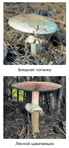 Задание рисунок 1