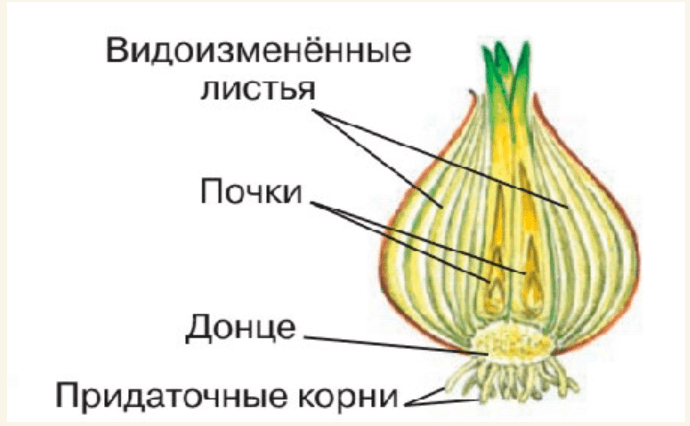 На рисунке подпишите названия частей луковицы биология 6 класс