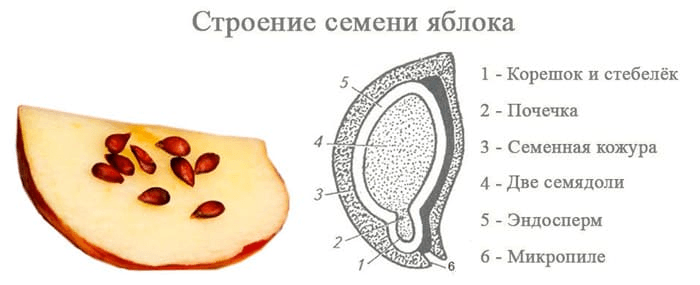 Решение рисунок 1