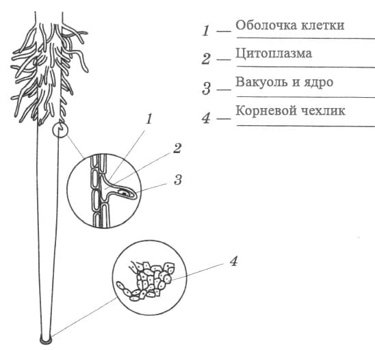 Решение рисунок 1