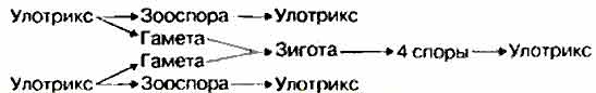 Рассмотрите схему размножения улотрикса выберите верные термины обозначенные цифрами на схеме