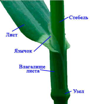 Решение рисунок 3