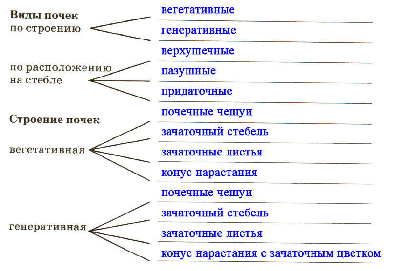 Структура расположения. Виды почек по строению и по расположению на стебле. Закончите заполнение схем виды почек. Закончите заполнение схем виды почек по строению. Схема разновидностей почки.