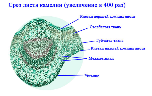 Решение рисунок 2