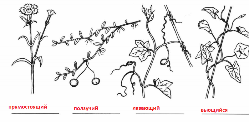 Решение рисунок 1