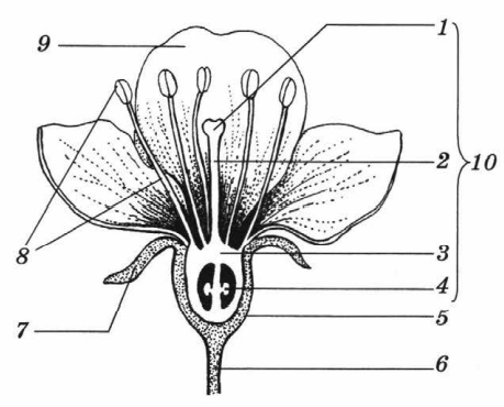 На рисунке подпишите названия частей цветка биология 5 класс