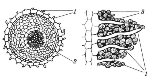 Вода необходима клеткам корня. Роль выростов в клетках корневого волоска. Корневые волоски рисунок. Минеральное питание корневые волоски. На рисунке показаны клетки ткани корневые волоски.