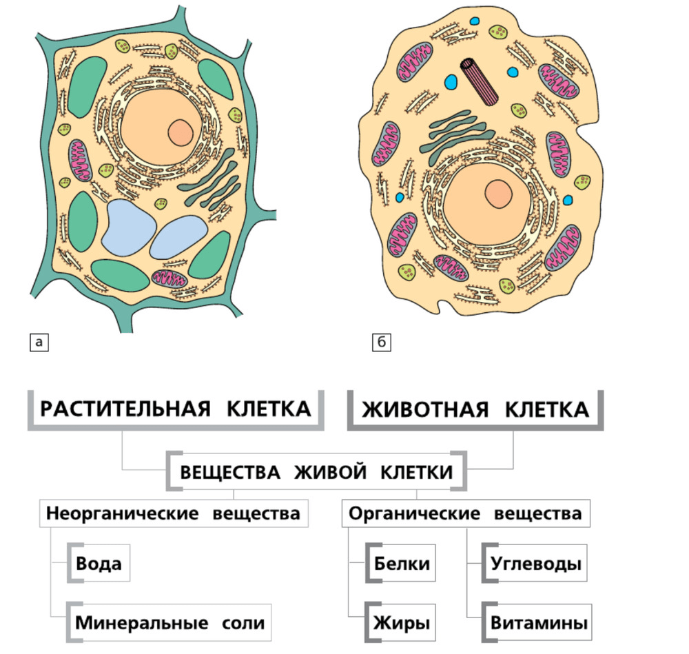 Состав оболочки растительный. Схема строения растительной клетки. Что входит в состав растительной клетки. Состав растительной клетки. Что входит в состав животной клетки.