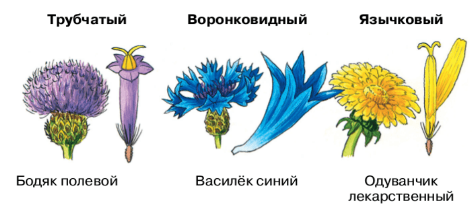 Цветки трубчатые язычковые воронковидные