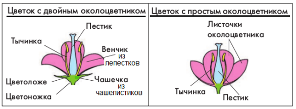 Решение рисунок 1