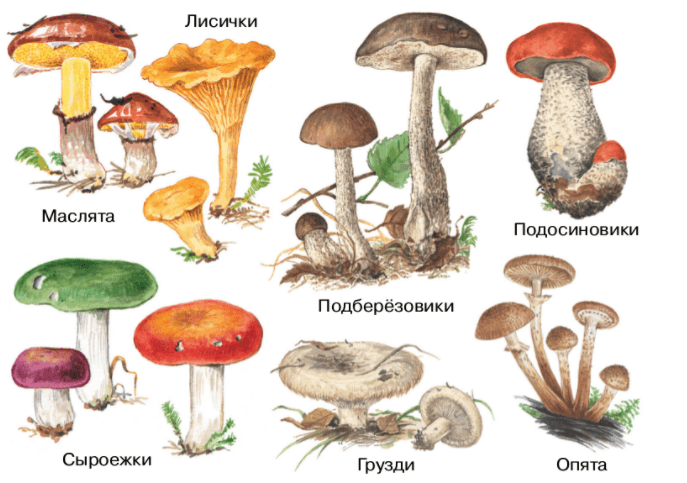 Какой тип питания характерен для подосиновика красного изображенного на рисунке