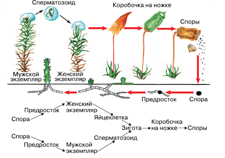 Цикл развития мхов схема