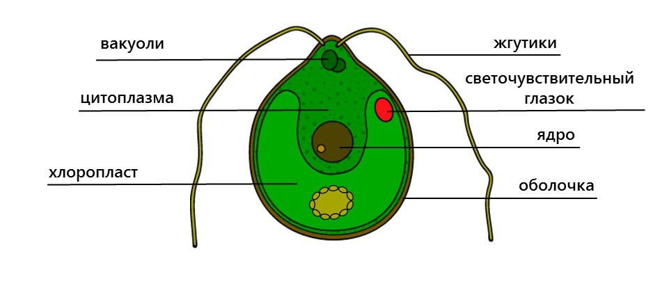Решение рисунок 1
