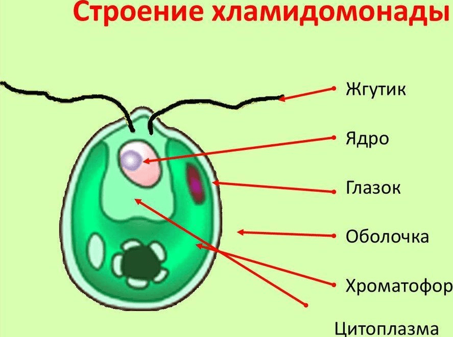 Решение рисунок 1