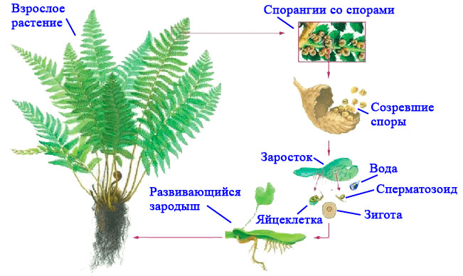 Решение рисунок 1