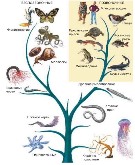 Типы животных в биологии 8 класс