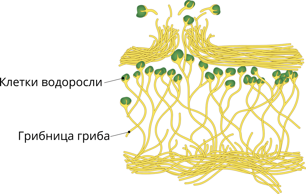 Решение рисунок 1