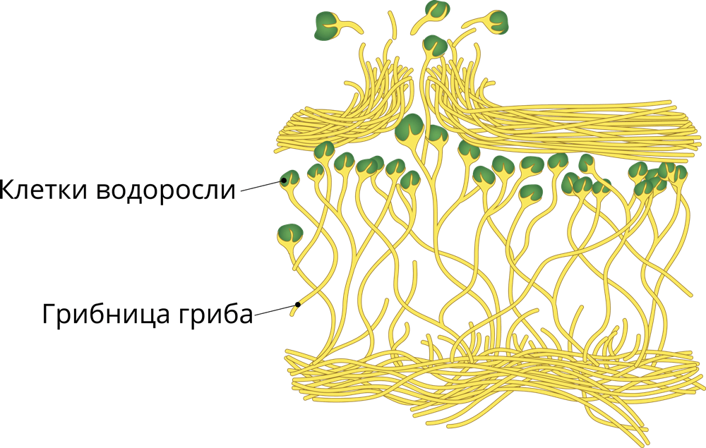 Гриб снабжает водоросль. Строение таллома лишайника. Строение слоевища лишайника. Лишайник биология строение. Строение слоевища лишайников.