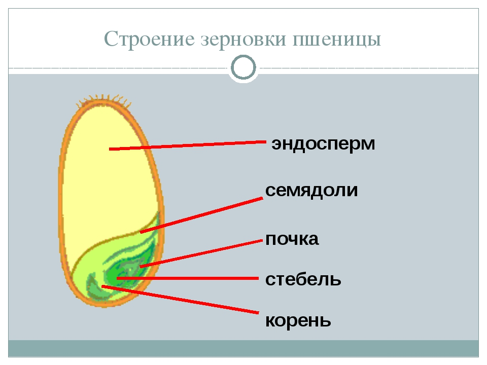 Решение рисунок 1