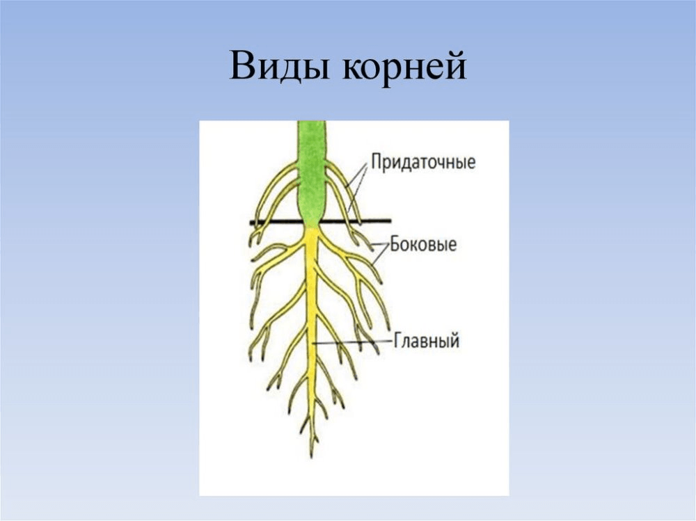 Решение рисунок 1