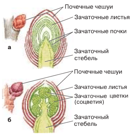 Вегетативные и генеративные ядра. Строение почки биология 6. Строение вегетативной почки.