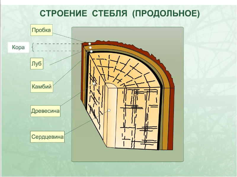 Решение рисунок 1