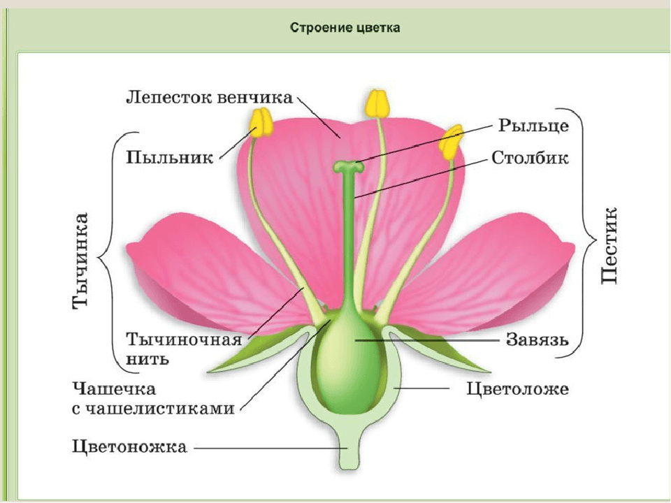 Решение рисунок 1