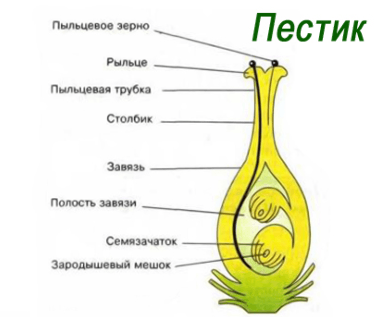 Решение рисунок 1