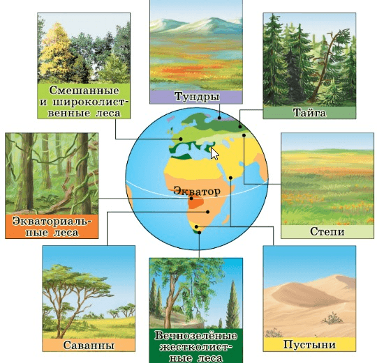 Изменение растительности от экватора к полюсам. Изменение растительности от экватора к полюсам география 6 класс. Рисунок 7 изменение растительности от экватора к полюсам. Закономерность размещения растительного покрова на земном шаре