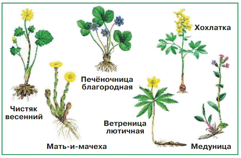 Зеленые страницы 2 класс окружающий. Зеленые страницы мать и мачеха. Зелёные страницы 2 класс окружающий мир растения мать и мачеха. Зелёные страницы Плешаков 2 мать и мачеха. Мать и мачеха зеленые страницы 2 класс.