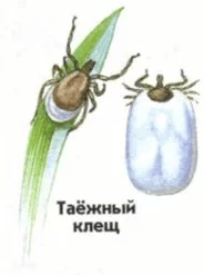 Решение рисунок 1