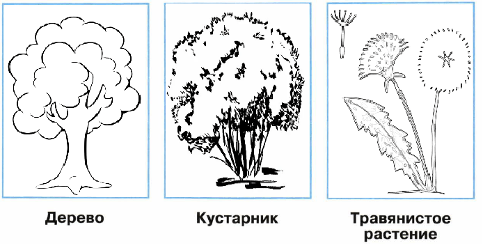 Решение рисунок 1