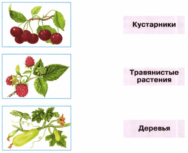 Укажите кустарник. Дикорастущие и культурные растения тетрадь. Дикорастущие и культурные растения. Дикорастущие деревья. Не менее 3 дикорастущих растений.