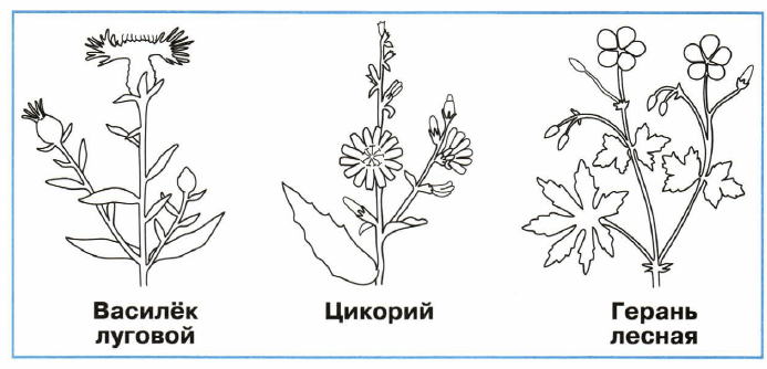 Задание рисунок 1