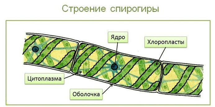 Спирогира многоклеточная