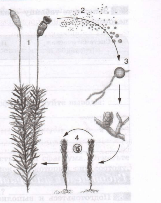 Рассмотрите изображения кукушкин лен ламинария баклажан. Жизненный цикл мха ЕГЭ биология. Кукушкин лен рисунок. Цикл развития мха Кукушкин лен схема. Жизненный цикл мха Кукушкин лен.