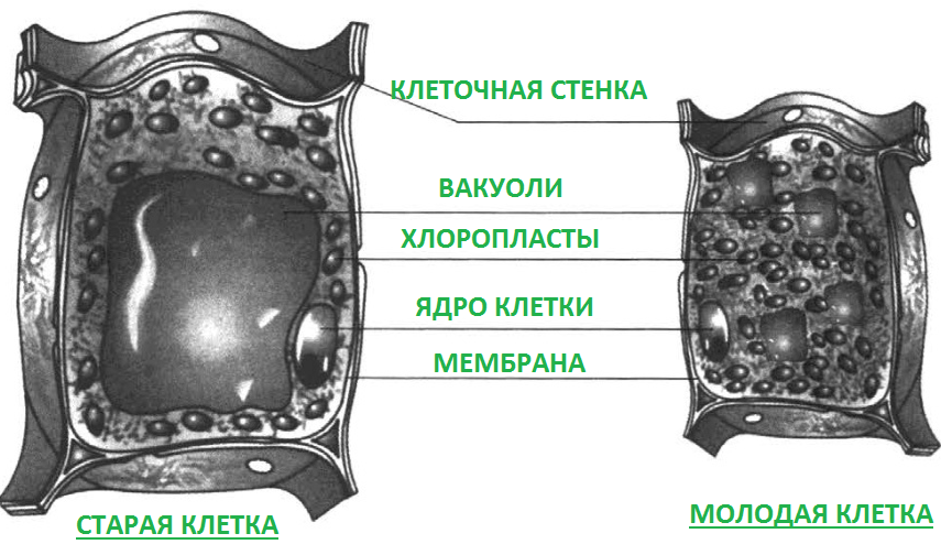 Решение рисунок 1