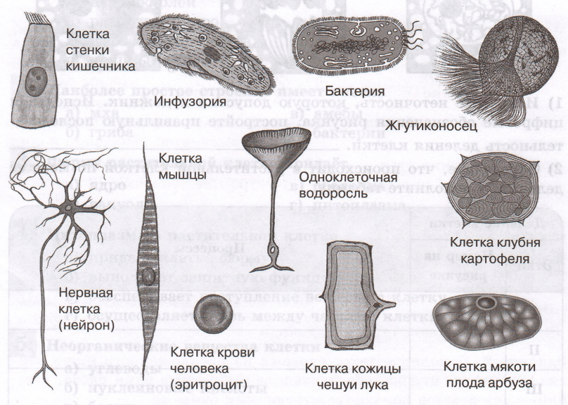 Задание рисунок 1