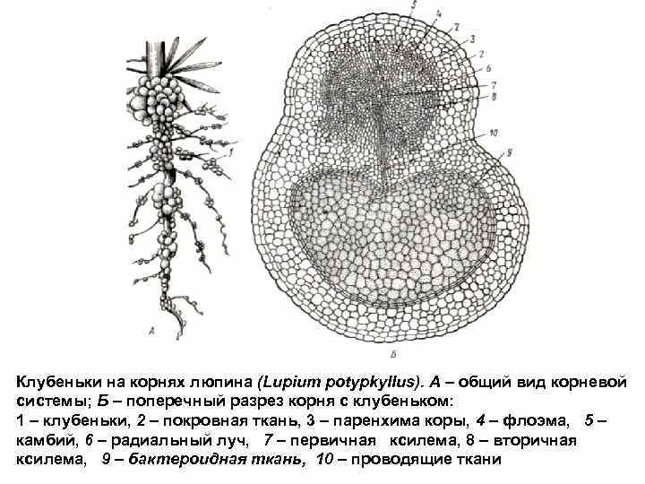 На рисунке изображено микроскопическое строение корня в какой из зон был сделан срез