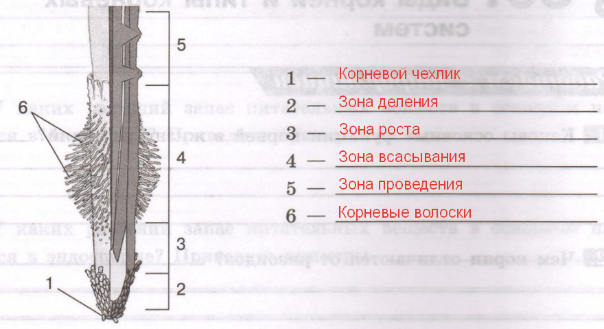 Какие зоны корня обозначены на рис