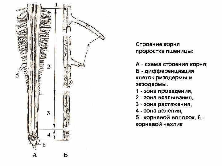Решение рисунок 1