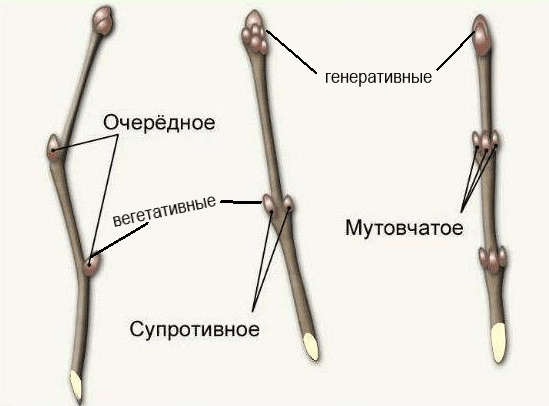Решение рисунок 1