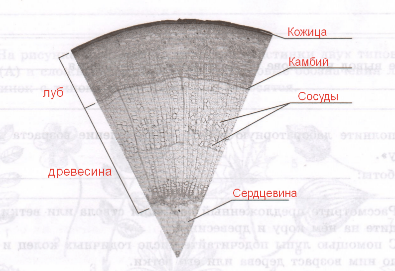 Решение рисунок 1