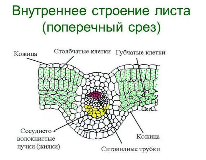 Решение рисунок 1