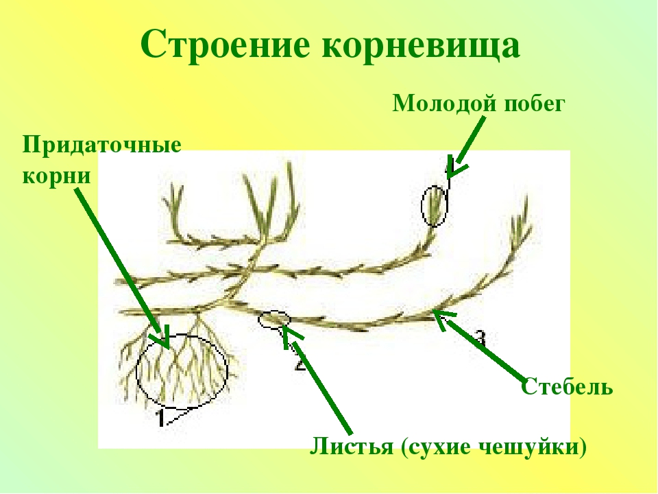 Решение рисунок 1