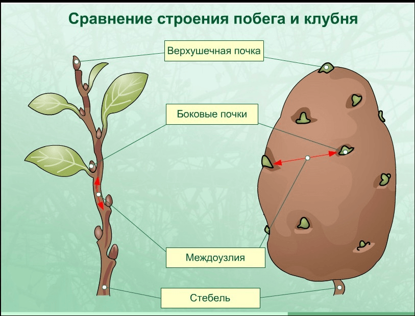 Решение рисунок 1