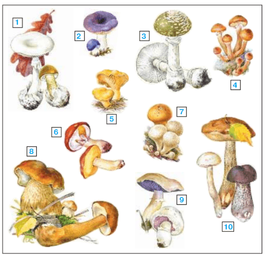 Окружающий мир стр 111 ответы. Атлас определитель Плешаков 3 класс грибы. Атлас определитель грибов Плешаков 3. Съедобные грибы атлас определитель 2 класс. Съедобные и несъедобные грибы 2 класс атлас определитель.