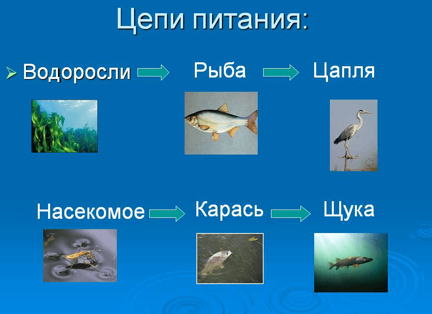 Дополни схему водоемы окружающий мир 2 класс
