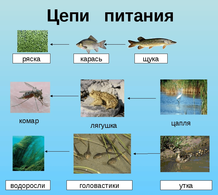 Кто кого ест в море