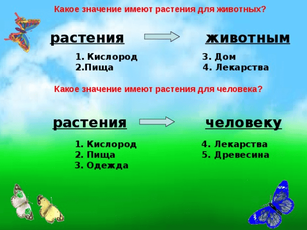 Растения и человек схема